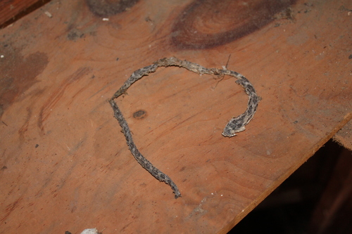 Central Ratsnake photographed in Connecticut