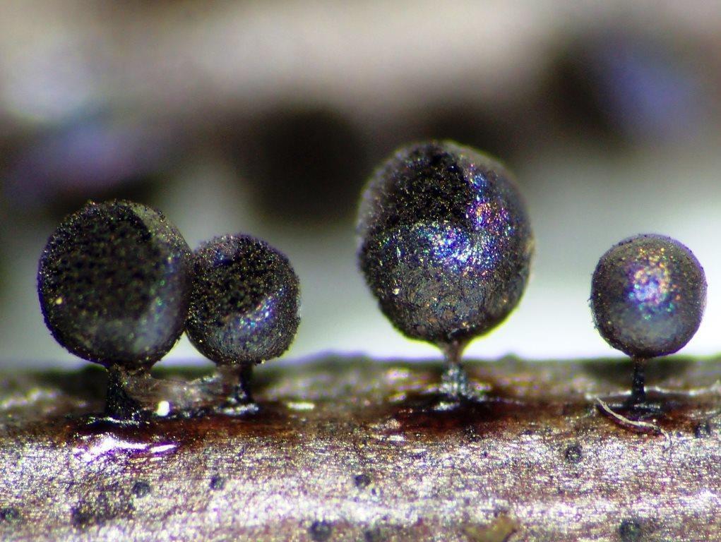 Lamproderma ovoideum