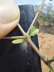 Vangueria triflora