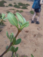 Vangueria triflora