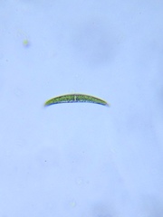 Closterium lunula