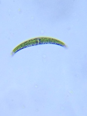 Closterium lunula