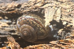 Helminthoglypta umbilicata