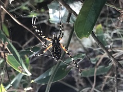 Argiope aurantia image