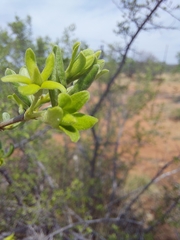 Vangueria triflora