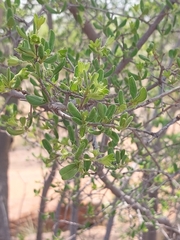 Vangueria triflora