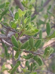 Vangueria triflora