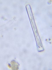 Actinella punctata