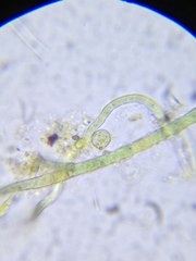 Hapalosiphon hibernicus