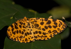 Epobeidia tigrata tigrata