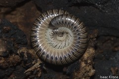 Juloidea