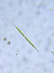 Gonatozygon brebissonii