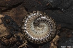 Juloidea