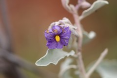 Solanum lasiophyllum