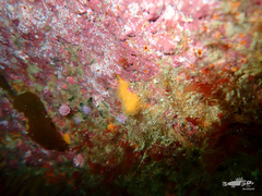 Pseudodistoma novaezelandiae