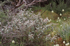 Solanum lasiophyllum