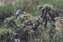 Astragalus nebrodensis