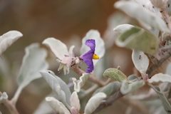 Solanum lasiophyllum