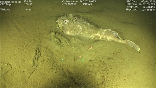Bigmouth sculpin (Hemitripterus bolini) — Hemitripteridae — 2