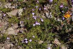Prostanthera spinosa