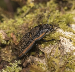 Erichius caelatus