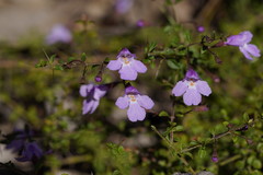 Prostanthera spinosa
