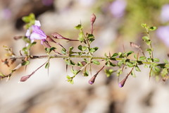 Prostanthera spinosa