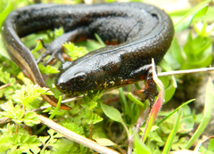 Triturus dobrogicus