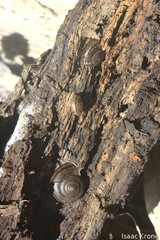 Helminthoglypta umbilicata