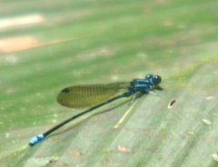 Argia adamsi
