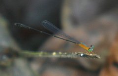 Metaleptobasis foreli