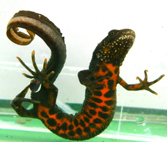 Triturus dobrogicus