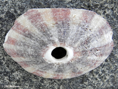 Fissurella maxima