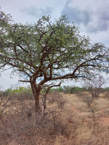 Image of Commiphora mollis by (c) Manuel R Popp, some rights reserved (CC BY)