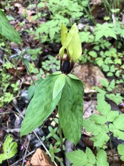Trillium tennesseense