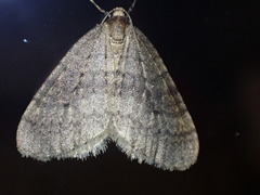 Operophtera fagata
