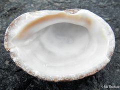 Concholepas concholepas