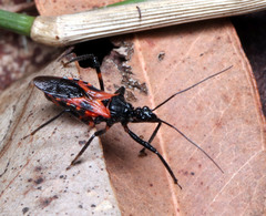 Catasphactes coprias