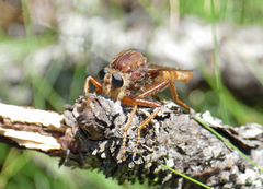 Proctacanthus heros