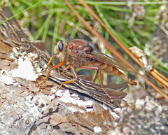 Proctacanthus heros