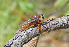 Proctacanthus heros
