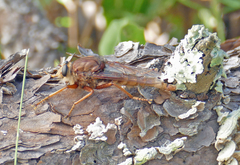 Proctacanthus heros
