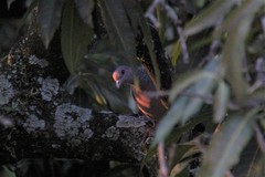 Patagioenas picazuro