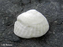 Trochita trochiformis