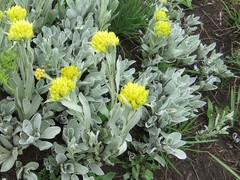 Helichrysum cephaloideum