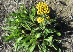 Achillea ageratum