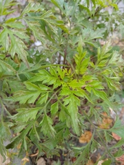 Magnoliopsida