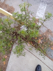 Magnoliopsida