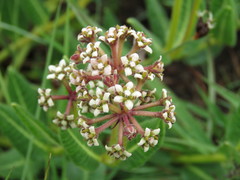 Xysmalobium parviflorum