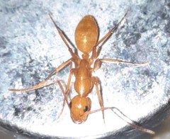 Camponotus hannani